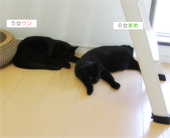 猛暑も動物それぞれ_a0389088_17463487.jpg