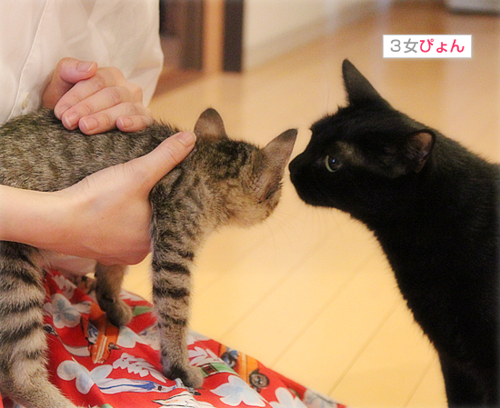 「くるる」も「ヒヨ」も成長中♪_a0389088_17464023.jpg