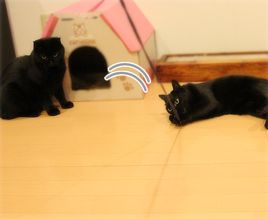 そんなところに!_a0389088_17464119.jpg