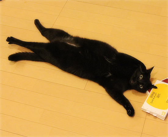 深夜の生首_a0389088_17464347.jpg