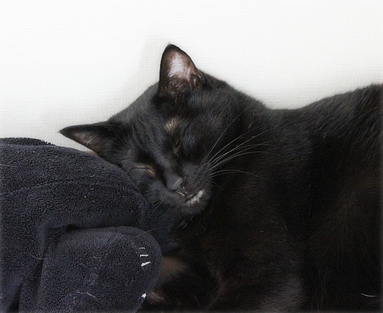 ファーストキス_a0389088_17464535.jpg