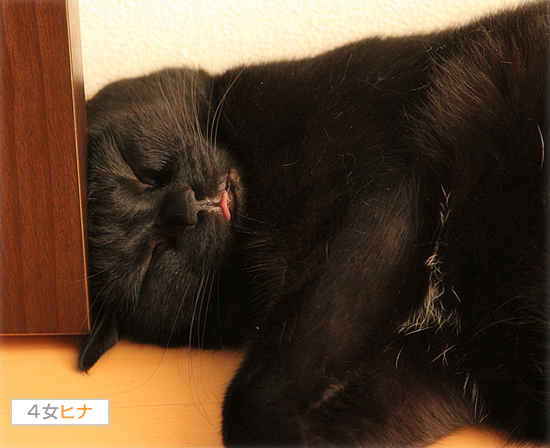 おでこの災難_a0389088_17464954.jpg
