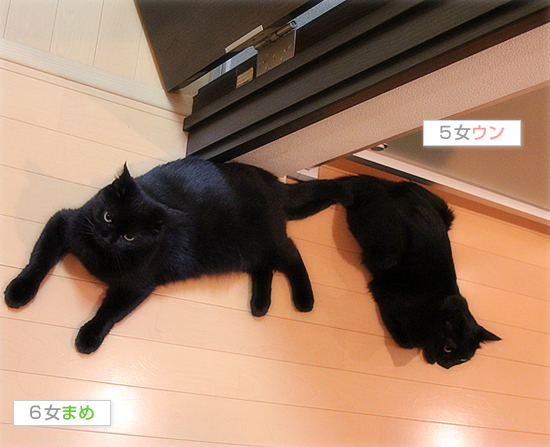 おでこの災難_a0389088_17465020.jpg
