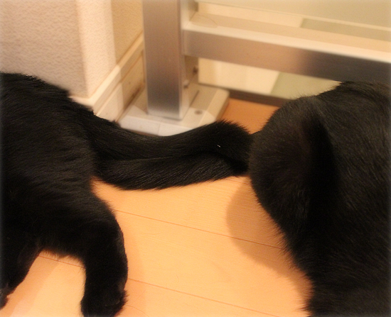 おでこの災難_a0389088_17465080.jpg