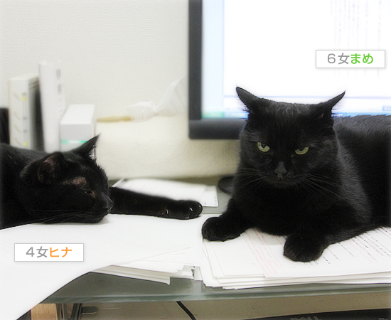 猫なりのはげまし_a0389088_17465333.jpg