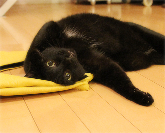 麻薬バッグ_a0389088_17465337.jpg