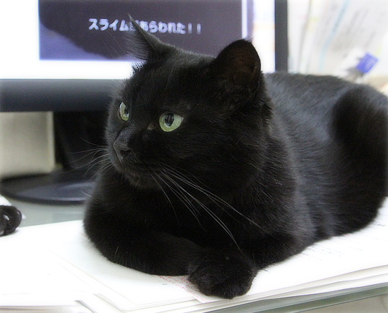猫なりのはげまし_a0389088_17465375.jpg