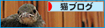 猫なりのはげまし_a0389088_17465421.jpg