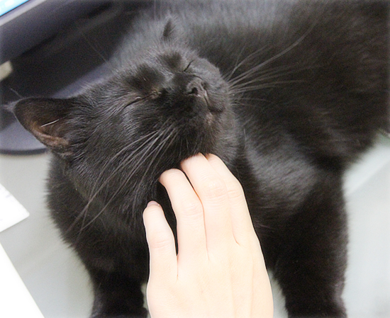 猫なりのはげまし_a0389088_17465435.jpg