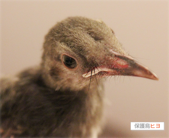 ヒヨドリ、驚きの発見!_a0389088_17465456.jpg