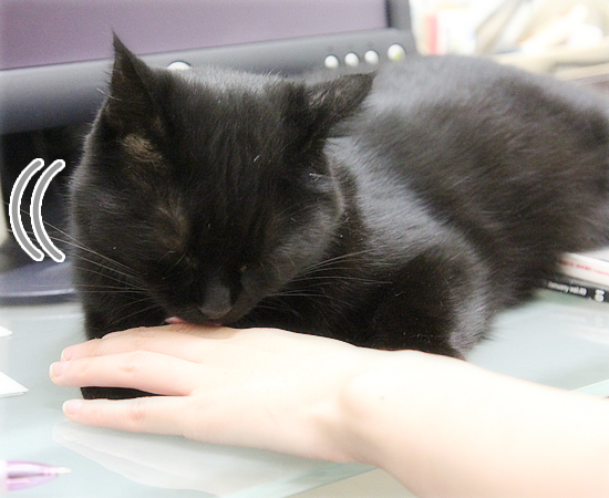 猫なりのはげまし_a0389088_17465459.jpg