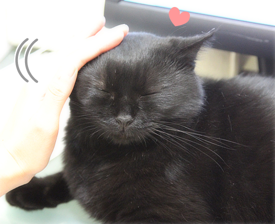 猫なりのはげまし_a0389088_17465485.jpg
