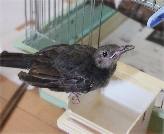 ヘタレな鳥_a0389088_17465925.jpg