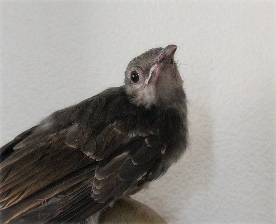 ヘタレな鳥_a0389088_17465991.jpg
