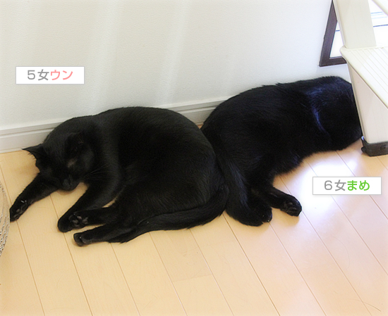 猫たちの夏_a0389088_17470418.jpg