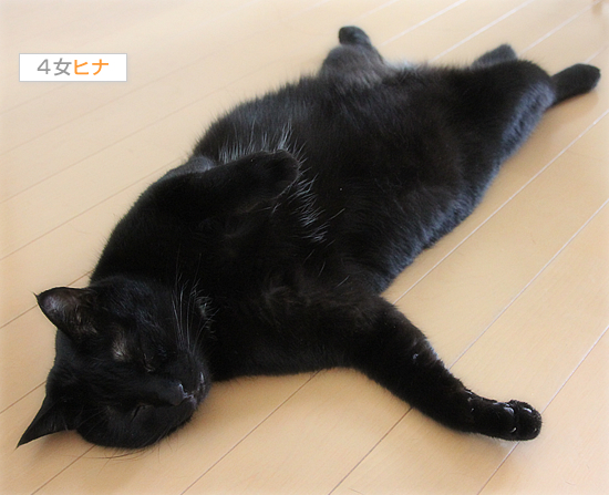 猫たちの夏_a0389088_17470436.jpg