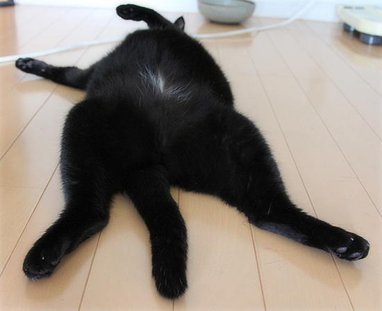 猫たちの夏_a0389088_17470465.jpg