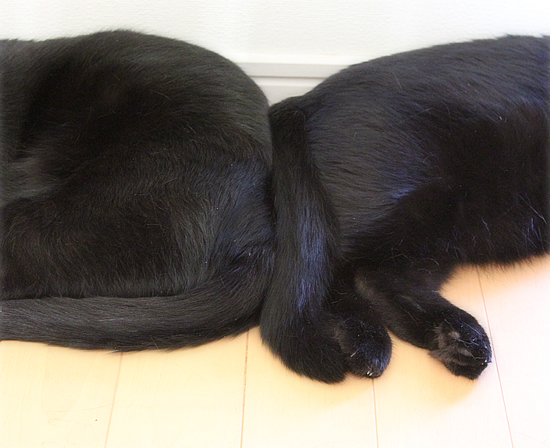 猫たちの夏_a0389088_17470510.jpg