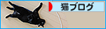猫たちの夏_a0389088_17470523.jpg