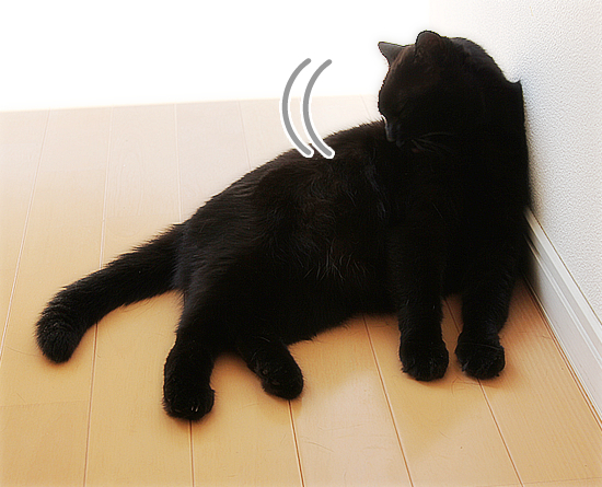 おデブ猫の宿命_a0389088_17470613.jpg