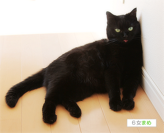 おデブ猫の宿命_a0389088_17470625.jpg