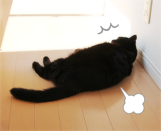 おデブ猫の宿命_a0389088_17470638.jpg