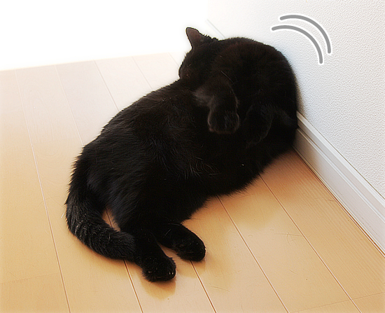 おデブ猫の宿命_a0389088_17470644.jpg