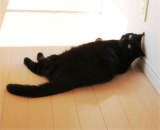 おデブ猫の宿命_a0389088_17470711.jpg