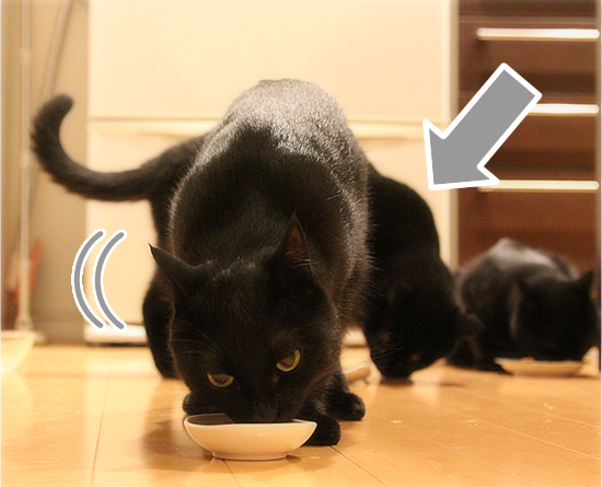黒猫牧場の力関係_a0389088_17470728.jpg