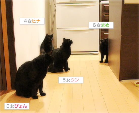 黒猫牧場の力関係_a0389088_17470729.jpg