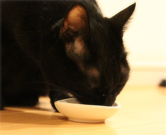 黒猫牧場の力関係_a0389088_17470761.jpg