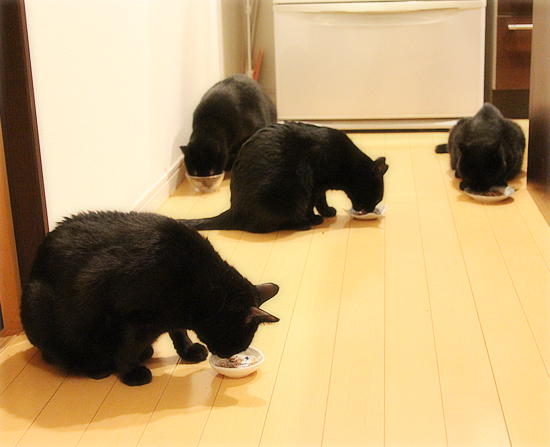 黒猫牧場の力関係_a0389088_17470782.jpg