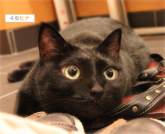 ダンナさんには言えない_a0389088_17470857.jpg