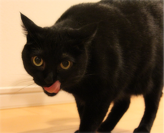 黒猫牧場の力関係_a0389088_17470890.jpg