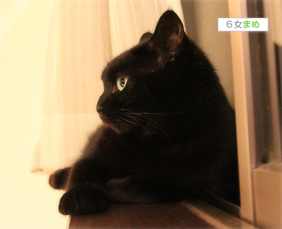 真夏の夜の〇〇_a0389088_17470938.jpg