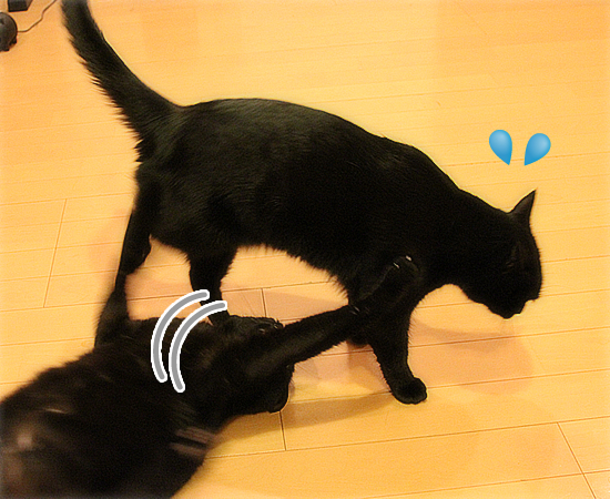 美猫ビーーーーーム☆_a0389088_17471008.jpg