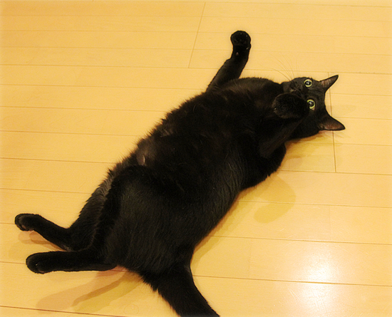 美猫ビーーーーーム☆_a0389088_17471010.jpg