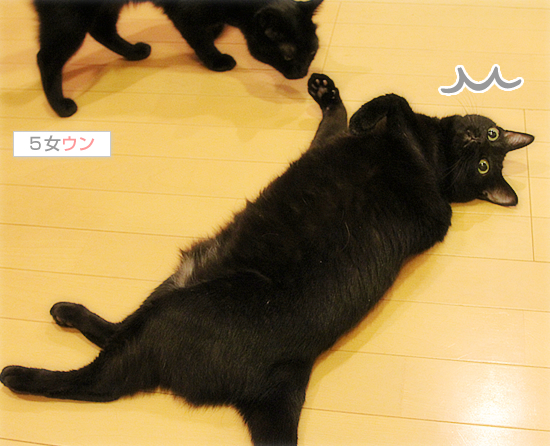 美猫ビーーーーーム☆_a0389088_17471013.jpg