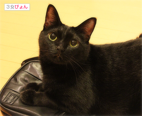 美猫ビーーーーーム☆_a0389088_17471025.jpg