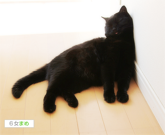 ヒヨの里帰り_a0389088_17471279.jpg