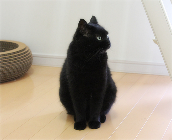 猫写真の裏ワザ_a0389088_17471305.jpg