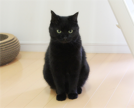 猫写真の裏ワザ_a0389088_17471346.jpg