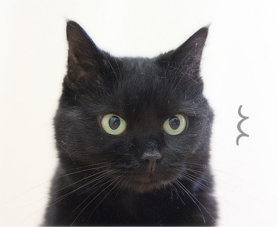 猫写真の裏ワザ_a0389088_17471363.jpg