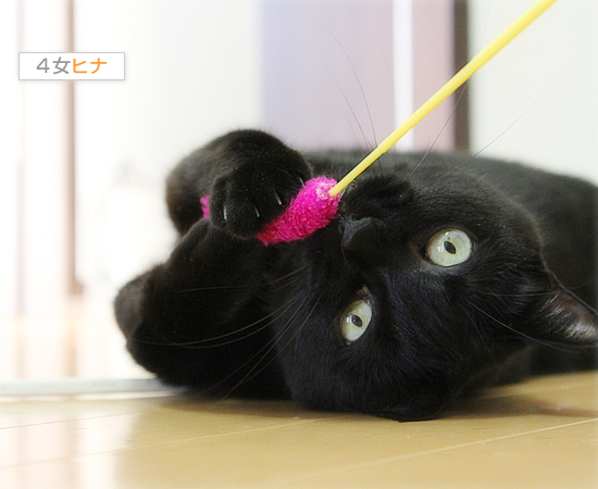四猫怪談_a0389088_17471370.jpg