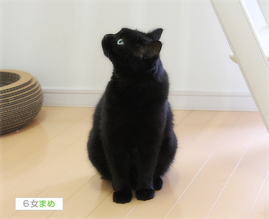 猫写真の裏ワザ_a0389088_17471380.jpg