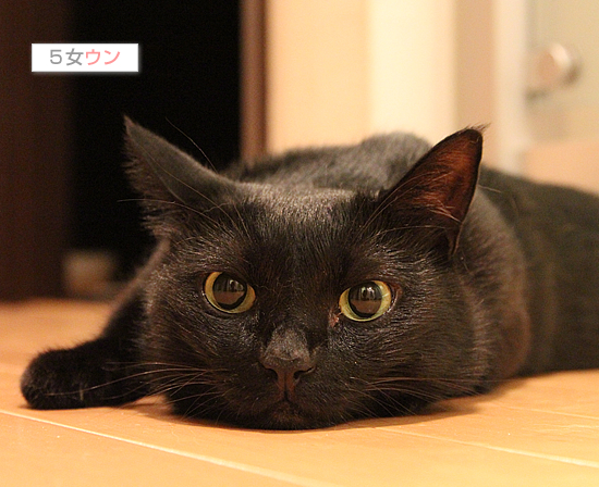 黒猫牧場、紹介の巻_a0389088_17471401.jpg