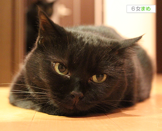 黒猫牧場、紹介の巻_a0389088_17471402.jpg
