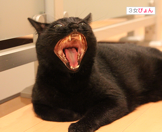 黒猫牧場、紹介の巻_a0389088_17471405.jpg