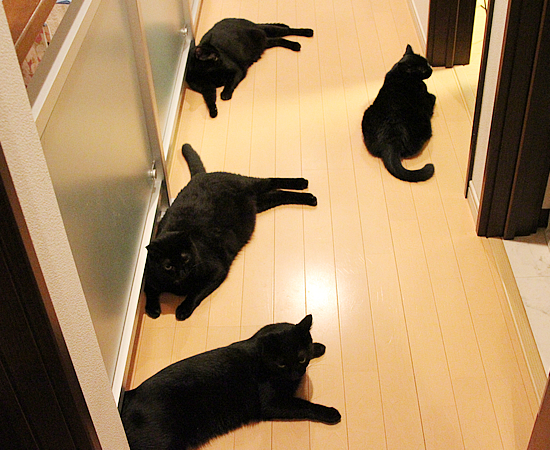 黒猫牧場、紹介の巻_a0389088_17471446.jpg