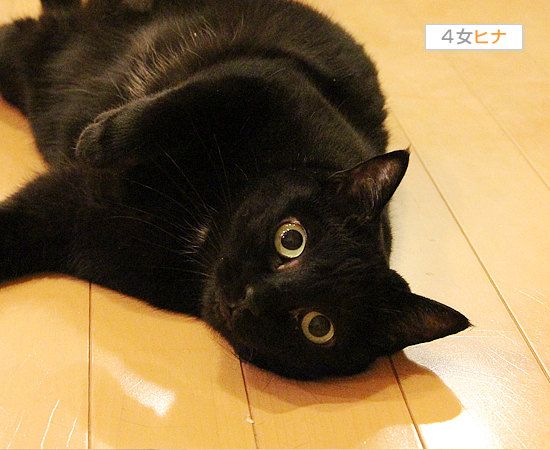 黒猫牧場、紹介の巻_a0389088_17471450.jpg